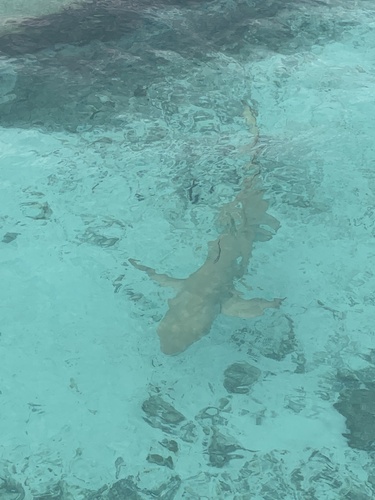 Sicklefin lemon shark (Negaprion acutidens) — Carcharhinidae