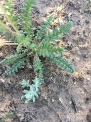 Phacelia popei