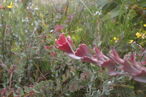 Adenanthos cuneatus, photograph 3