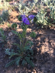 Phacelia popei
