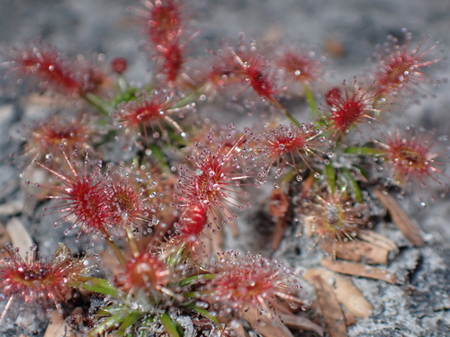 Drosera verrucata