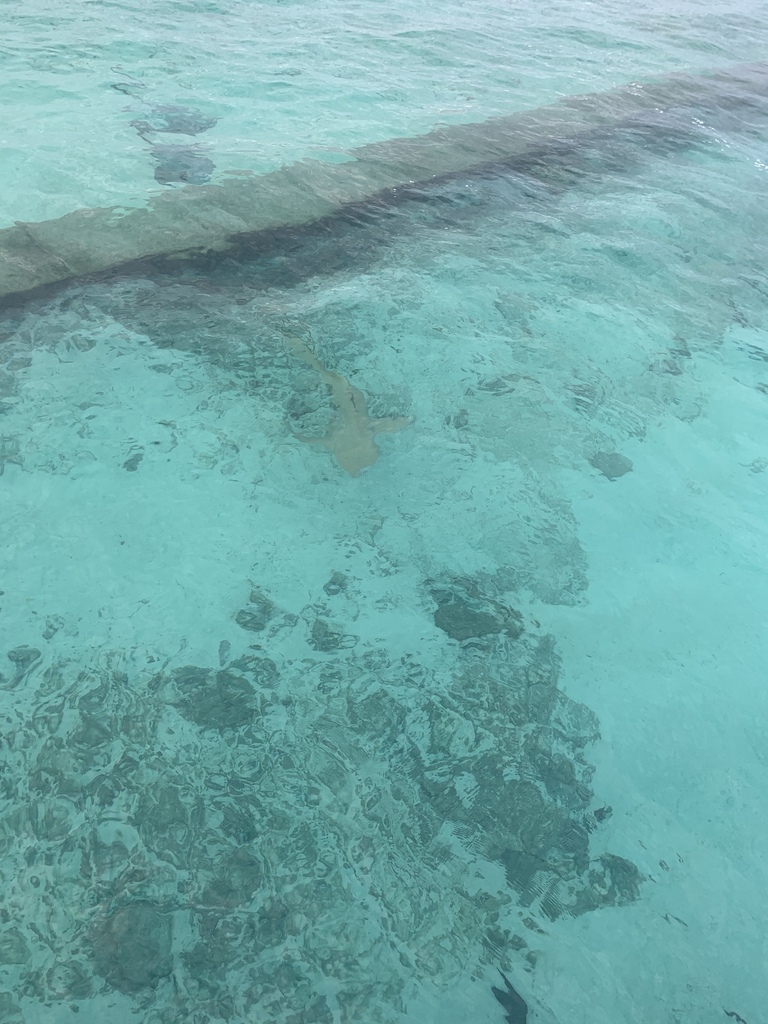 Photo of Sicklefin lemon shark (Negaprion acutidens)