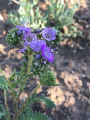 Phacelia popei
