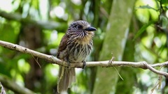 Malacoptila fulvogularis