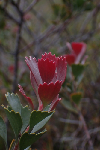 Adenanthos cuneatus, photograph 2
