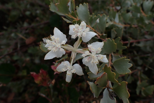 Xanthosia rotundifolia, photograph 4