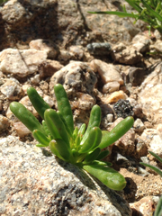 Cistanthe ambigua