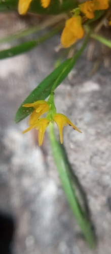 Acianthera sonderiana, photograph 5