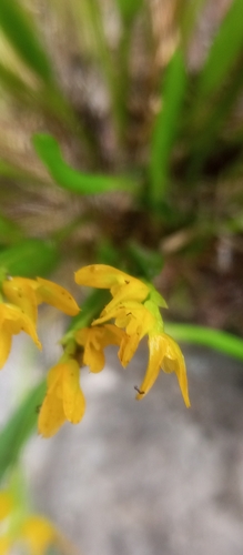 Acianthera sonderiana, photograph 6