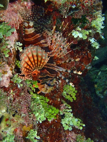 Dendrochirus zebra