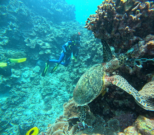 Eretmochelys imbricata