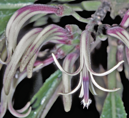 Cyanea calycina