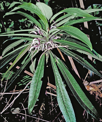 O'ahu cyanea (Cyanea calycina)
