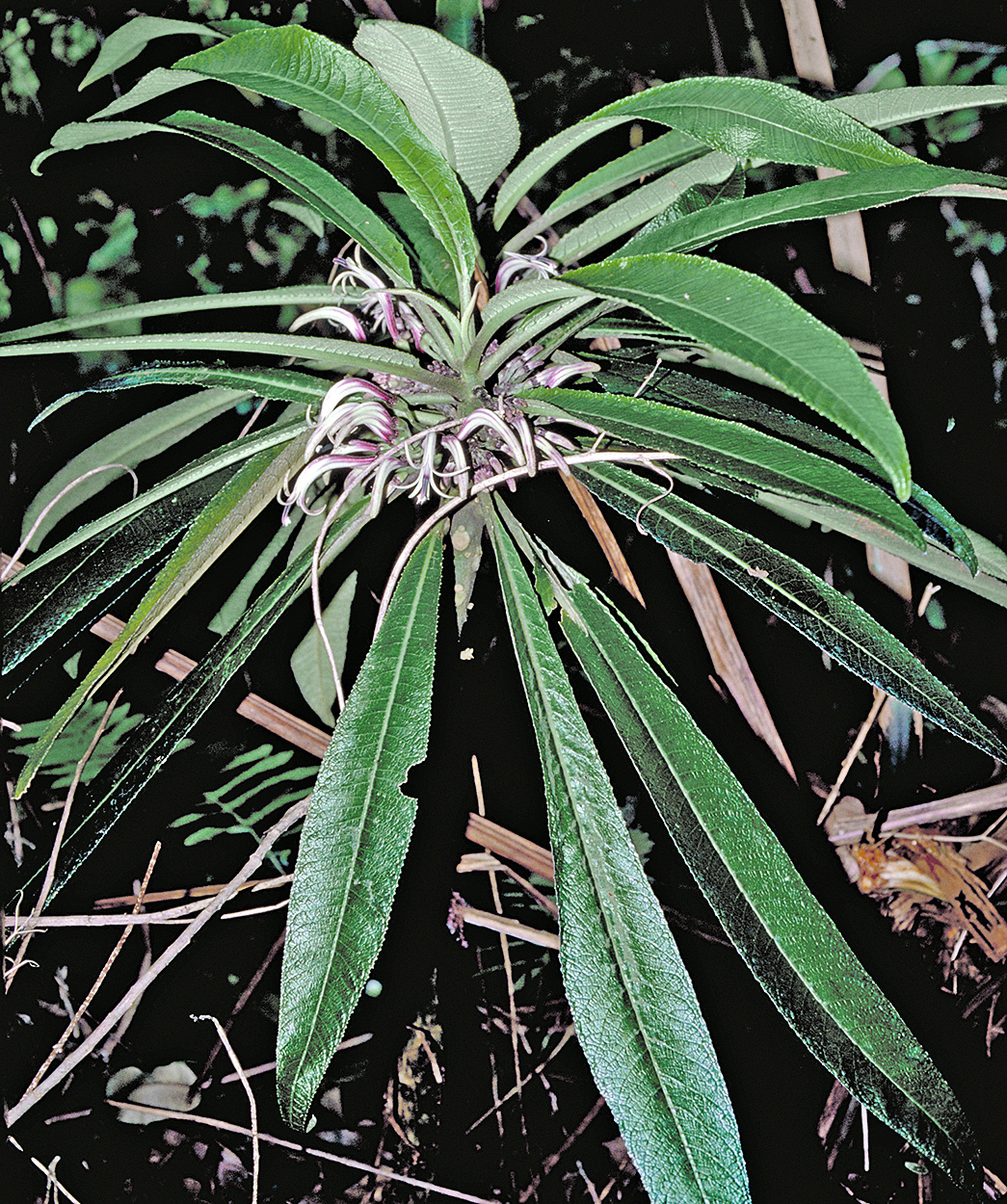 Cyanea calycina
