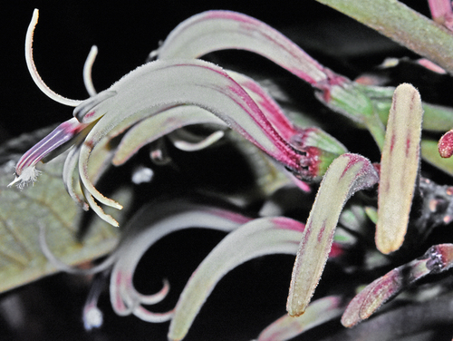 Cyanea calycina