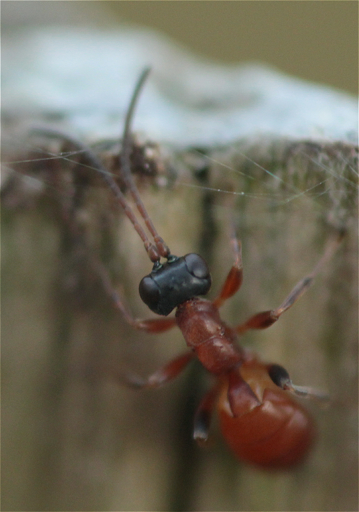 Gelis hortensis