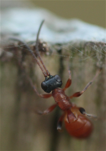 Gelis hortensis