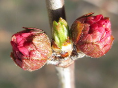 Prunus triloba