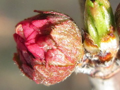 Prunus triloba