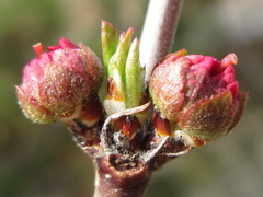 Prunus triloba