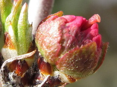 Prunus triloba