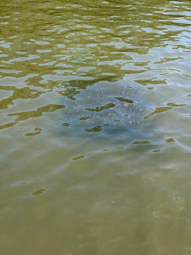 Aetobatus laticeps