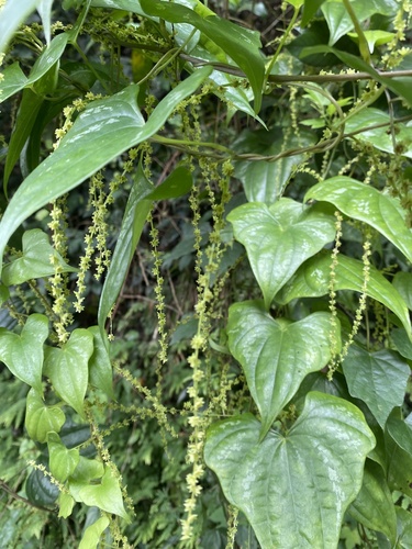 Dioscorea collettii, photograph 2