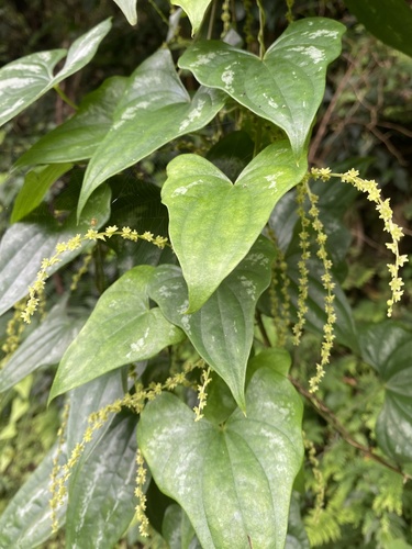 Dioscorea collettii, photograph 3