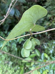 Dioscorea collettii, photograph author not stated, no rights reserved