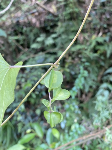 Dioscorea collettii, photograph 5