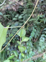 Dioscorea collettii, photograph author not stated, no rights reserved