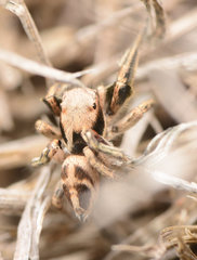 Habronattus klauseri