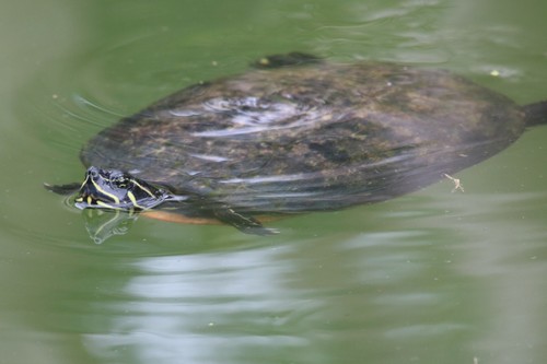 Florida Red-bellied Cooter
