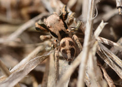 Habronattus klauseri
