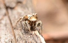 Habronattus clypeatus