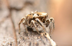 Habronattus clypeatus
