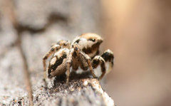 Habronattus clypeatus