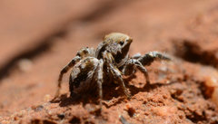 Habronattus clypeatus