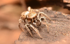 Habronattus clypeatus