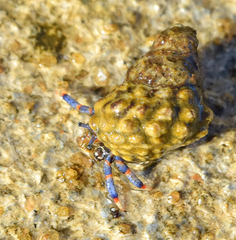 Clibanarius tricolor