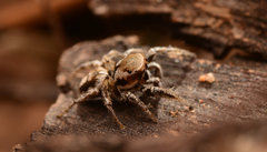 Habronattus clypeatus