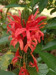 Pachystachys coccinea