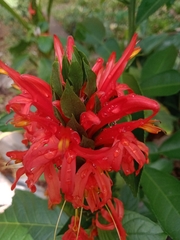 Pachystachys coccinea