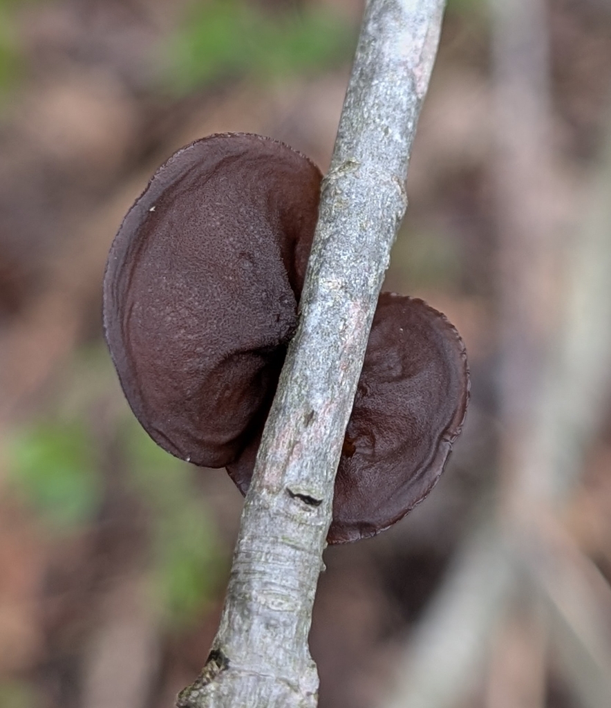 Exidia crenata · April 2026 · photo: © alan_prather (iNaturalist, cc0)