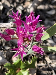 Allium falcifolium, photograph author not stated, no rights reserved