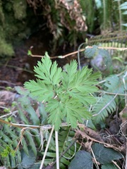 Dicentra formosa