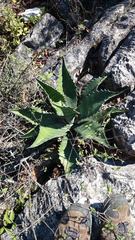 Agave asperrima