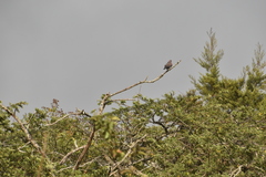 Patagioenas