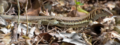 Pholidoscelis plei