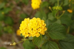 Lantana × hybrida